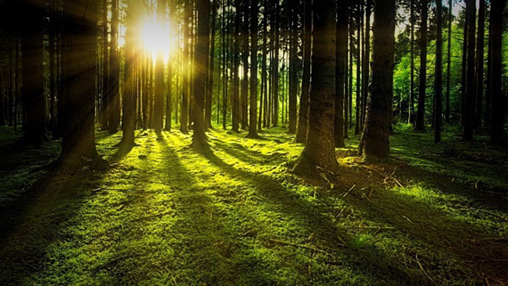 Bosques sostenibles con puesta de sol