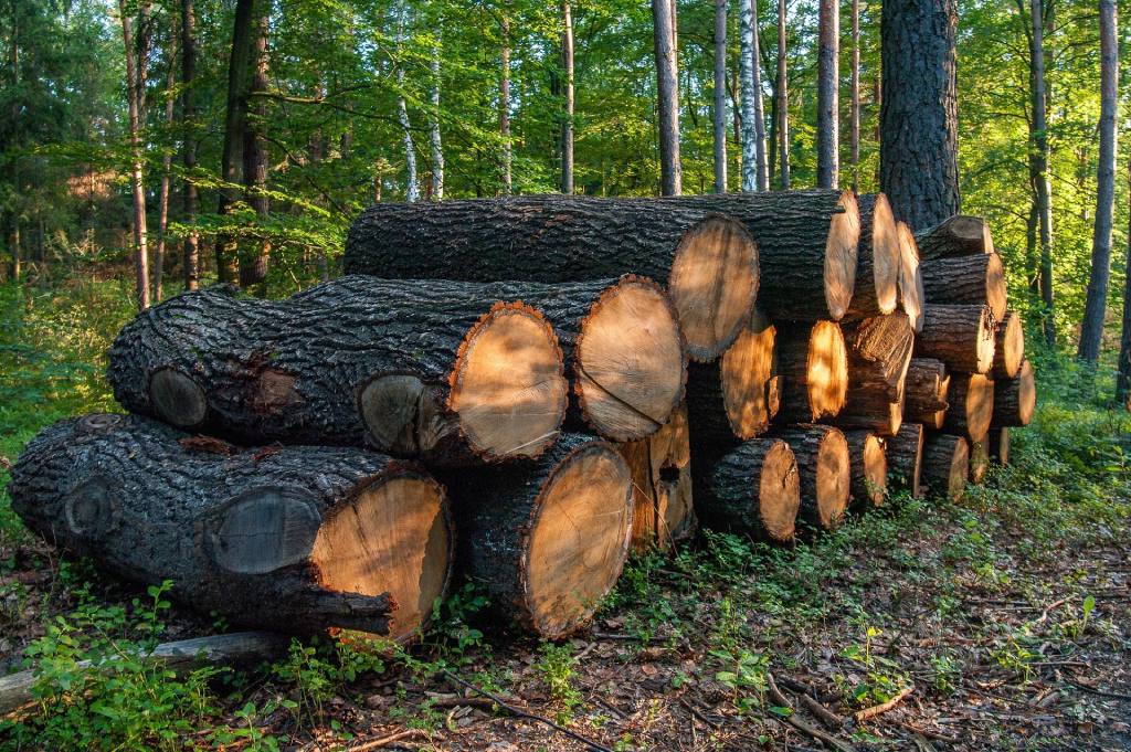 troncos cortados en un bosque, objeto del webinar del EUDR